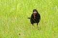 Common blackbird collecting food for juveniles