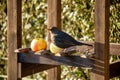 Common blackbird in bird feeder