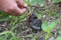 Young blackbirds gets feed a worm Royalty Free Stock Photo