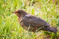 Common blackbird chick fledgling on grass Turdus merula Royalty Free Stock Photo