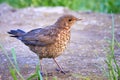 Common blackbird chick fledgling Turdus merula Royalty Free Stock Photo