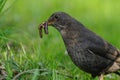 Common Blackbird with a Earthworm