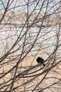 Common blackbird, Eurasian blackbird or blackbird sitting and resting in a bare leafless tree on a cold winter day. In the Royalty Free Stock Photo