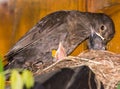 Common blackbird feeding babies