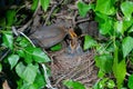 Common blackbird female at nest feeding chicks