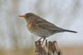 Common Blackbird female Royalty Free Stock Photo
