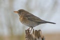 Common Blackbird female