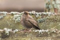 Common blackbird female, turdus merula