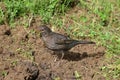 Common blackbird female with worm Royalty Free Stock Photo