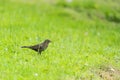 Common blackbird in grass