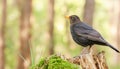 Common Blackbird in its natural environment , generated by AI Royalty Free Stock Photo
