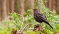 Common Blackbird in its natural environment , generated by AI Royalty Free Stock Photo