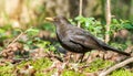 Common Blackbird in its natural environment , generated by AI Royalty Free Stock Photo