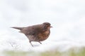 Common blackbird