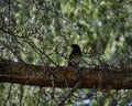 Common and Cute blackbird male on a tree trunk (Turdus merula Royalty Free Stock Photo