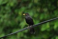 Common blackbird male (Turdus merula) Royalty Free Stock Photo