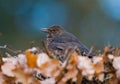 Common Blackbird, Merel, Turdus merula Royalty Free Stock Photo