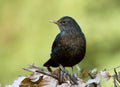 Common Blackbird, Merel, Turdus merula Royalty Free Stock Photo
