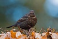 Common Blackbird, Merel, Turdus merula Royalty Free Stock Photo