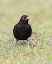 Common Blackbird; Merel; Turdus merula