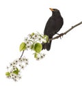 Common Blackbird Perched On A Flowering Branch