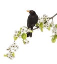 Common blackbird perched on a flowering branch