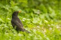 Common Blackbird portrait