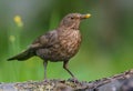 Common blackbird posing in great form near a waterpond on mossy stump in sweet light