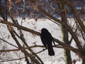 common blackbird scient. name Turdus merula bird animal