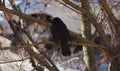 common blackbird scient. name Turdus merula bird animal