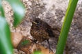 Common blackbird in a selective focus shot Royalty Free Stock Photo