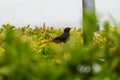 Common blackbird in a selective focus shot Royalty Free Stock Photo