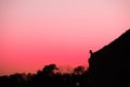 Common blackbird silhouette against a pink sunset