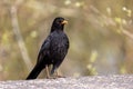 A Common Blackbird, a species of Thrushes, sits and watches