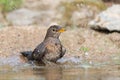 Common blackbird taking bath