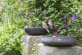 Common blackbird taking a bath in old teflon pan on the garden, two house sparrows waiting for free bathroom