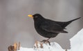 Common blackbird - Turdus merula - adult male in winter