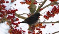 Common Blackbird (Turdus merula) bird sitting on the hawthorn branch and eating berries Royalty Free Stock Photo