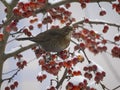 Common Blackbird Turdus merula bird sitting on the hawthorn branch and eating berries in winter Royalty Free Stock Photo