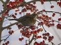 Common Blackbird Turdus merula female bird sitting on the hawthorn branch and eating berries in winter Royalty Free Stock Photo