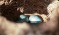 The common blackbird Turdus merula blue colored eggs in a nest. Close-up view of four blue eggs in a nest. of the black bird also