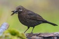 Common blackbird with building material for his nest in beak posing near a waterpond on mossy earth Royalty Free Stock Photo