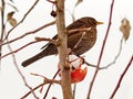 Common blackbird Turdus merula, detail of a female