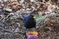 The common blackbird, Turdus merula is eating rotten fallen apple under the tree. Royalty Free Stock Photo