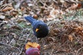 The common blackbird, Turdus merula is eating rotten fallen apple under the tree. Royalty Free Stock Photo