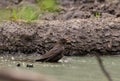 Common Blackbird Turdus merula female in bath Royalty Free Stock Photo