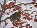 Common Blackbird Turdus merula female bird sitting on the hawthorn branch and eating berries in winter Royalty Free Stock Photo