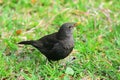 Common blackbird (Turdus merula) Royalty Free Stock Photo