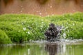 Common blackbird, Turdus merula, merel