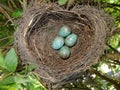 Common Blackbird (Turdus Merula) Nest With 4 Eggs